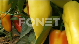Paprika najtraženija